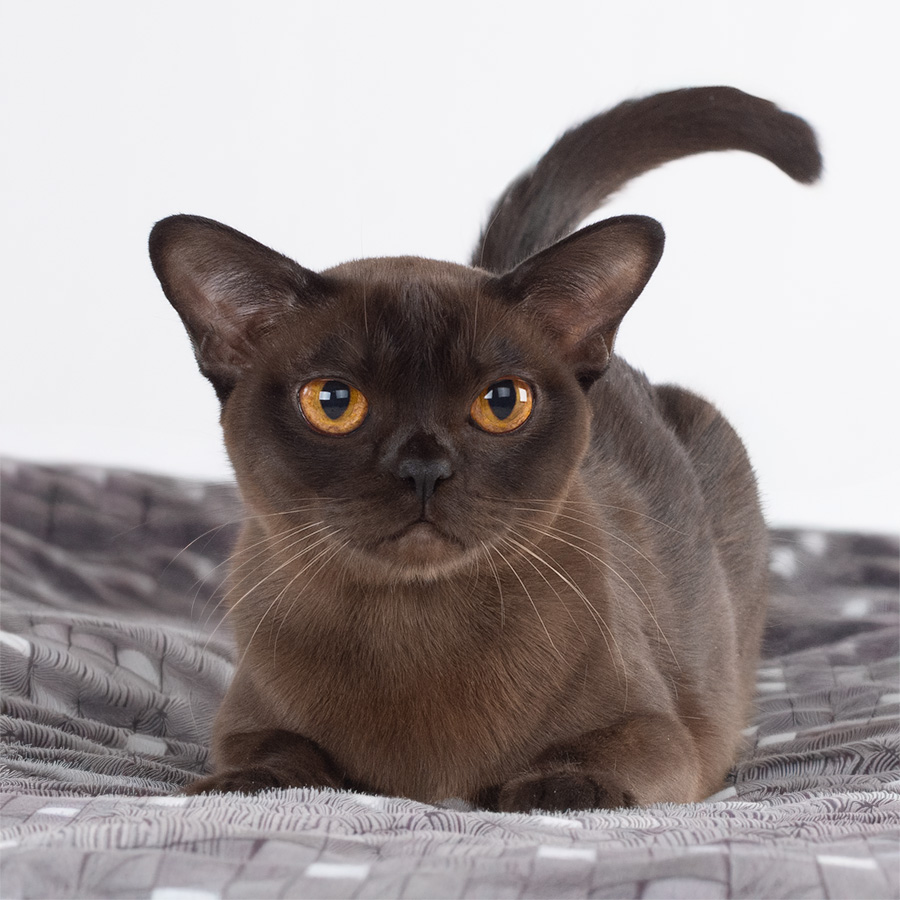 Blossi sm Burma katzen