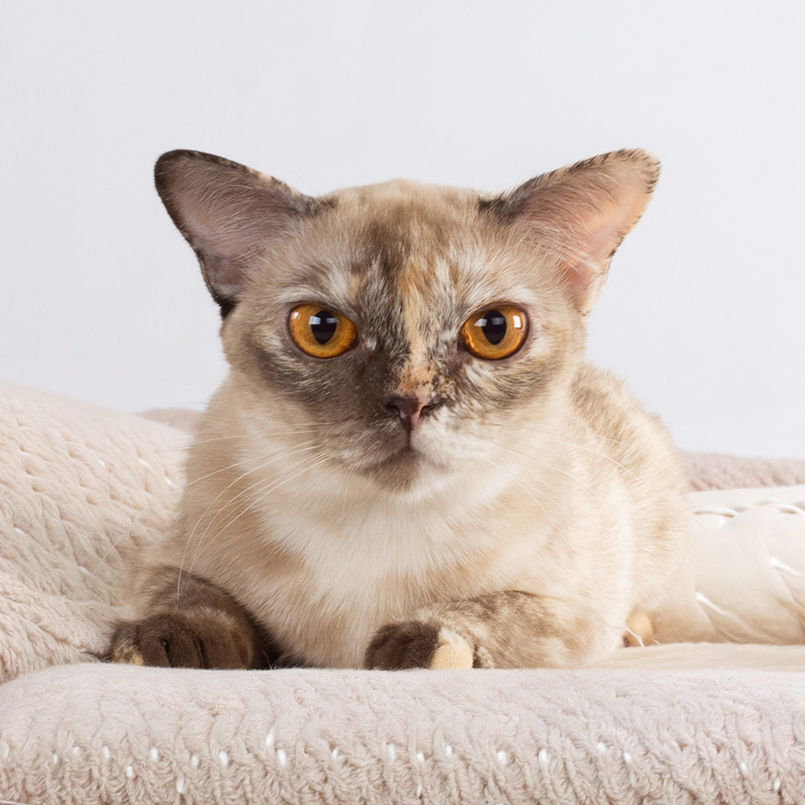 Firsty-sm Burmese cat