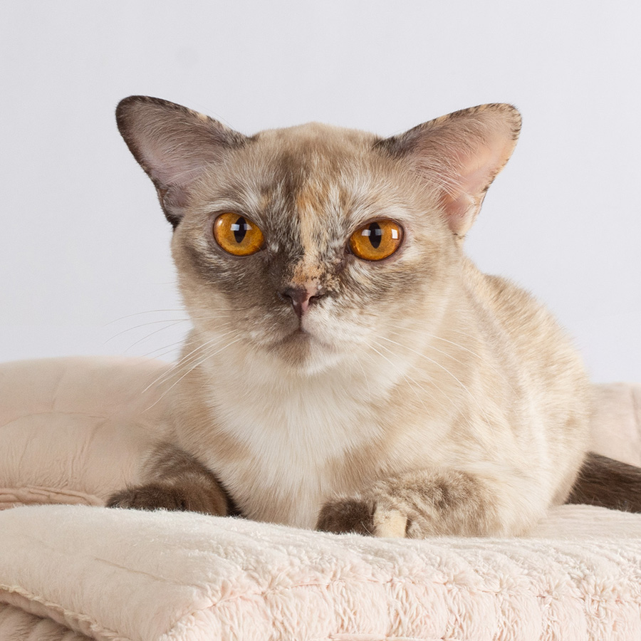 Firsty2sm Burmese cat