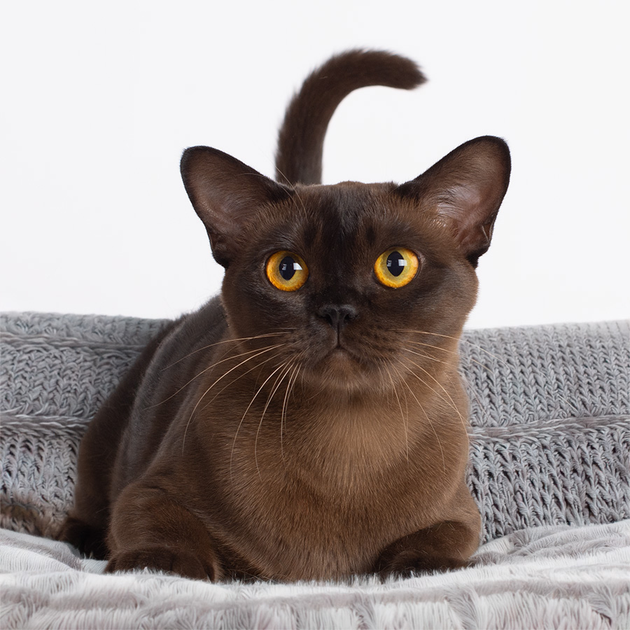Halle Bee sm Burmese cat