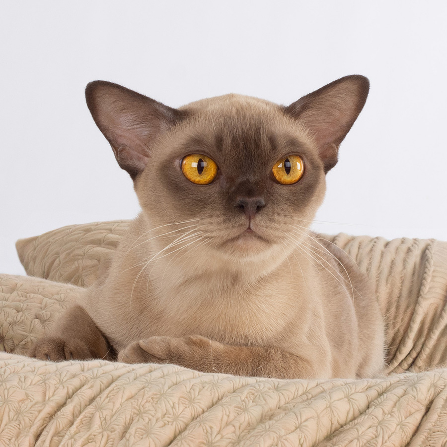 Hermiona -f-sm Burmese cat