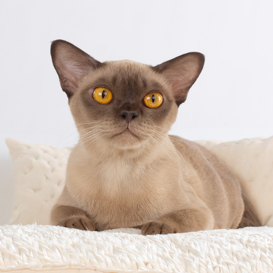 Hermiona -f2-sm Burmese cat