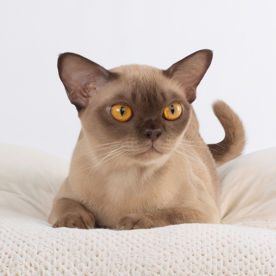 Hermiona -fsm Burma katzen