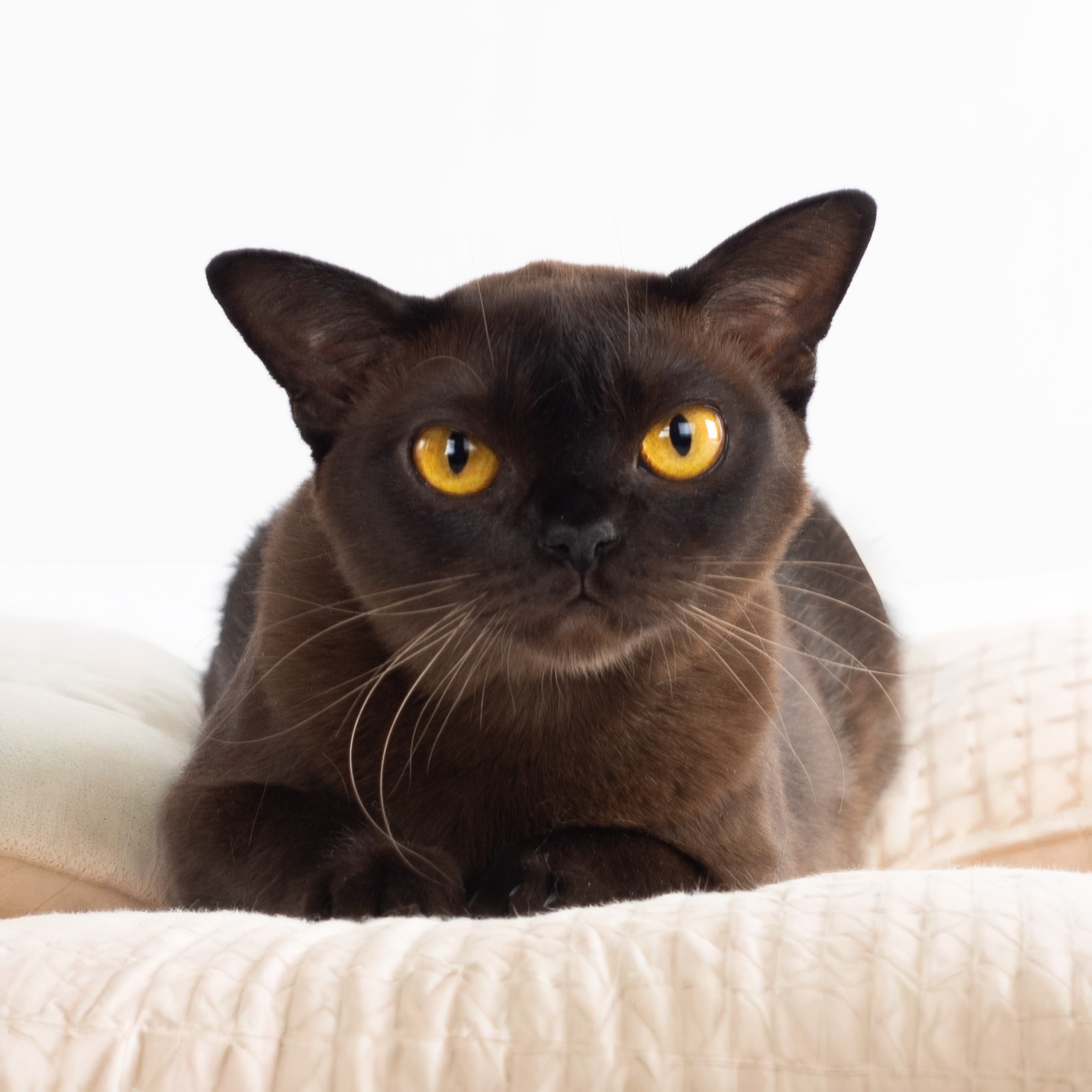 Jazz 2 Burma katzen Royal Esprit Jazz Queen