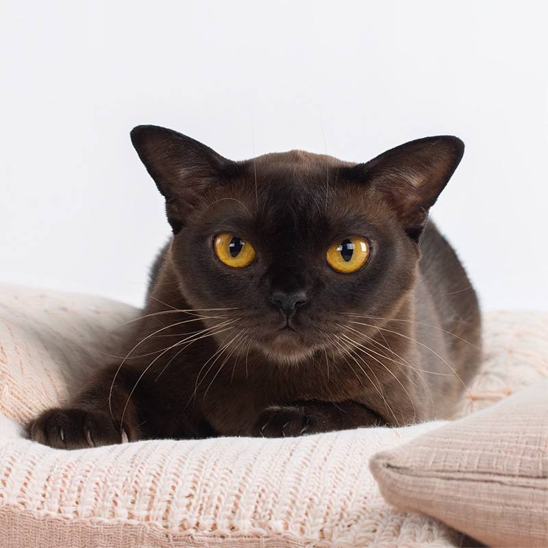 Jazz Burmese cat Royal Esprit Jazz Queen